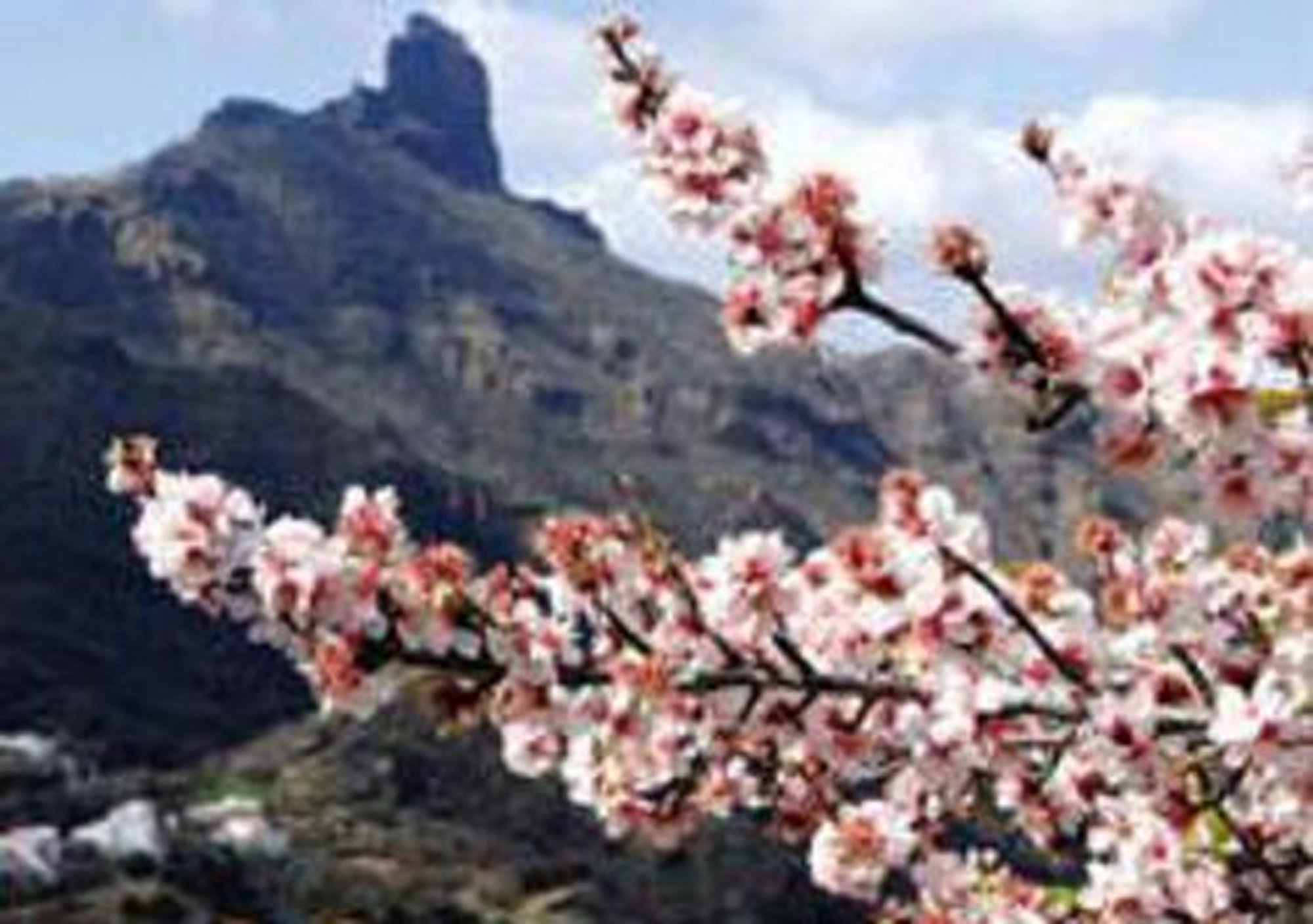 reservar tours guiados por las Cumbres de Gran Canaria y Roque Nublo